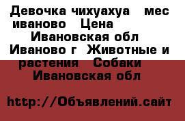 lДевочка чихуахуа 2 мес иваново › Цена ­ 15 000 - Ивановская обл., Иваново г. Животные и растения » Собаки   . Ивановская обл.